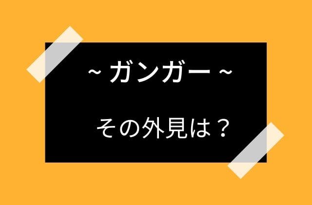 ガンガーの外見は？