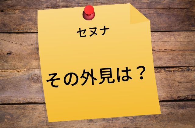 セヌナ:　その外見は？