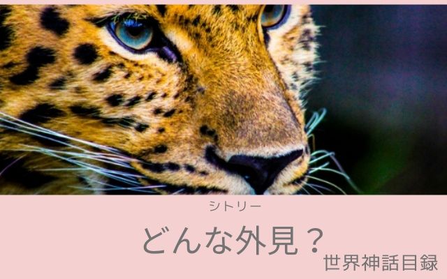 シトリーはどんな姿で現れるのか？